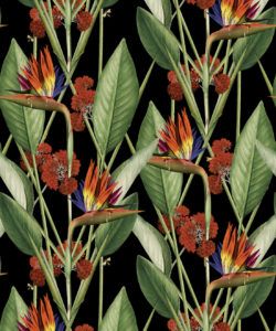 Birds Of Paradise Night - Black Wallpaper