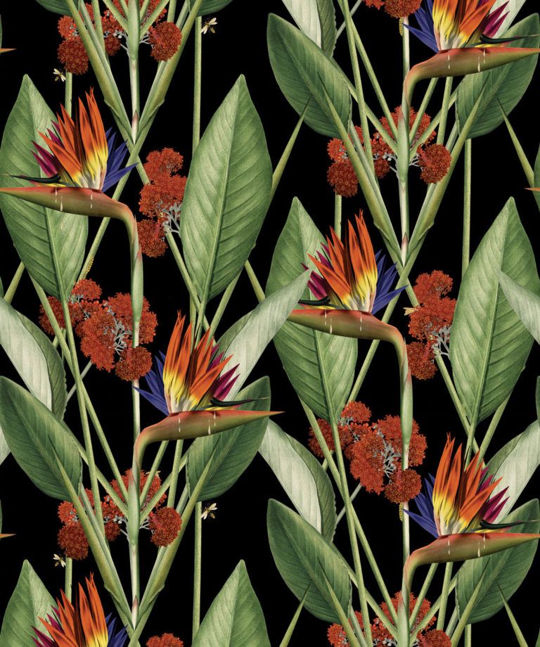 Birds Of Paradise Night - Black Wallpaper