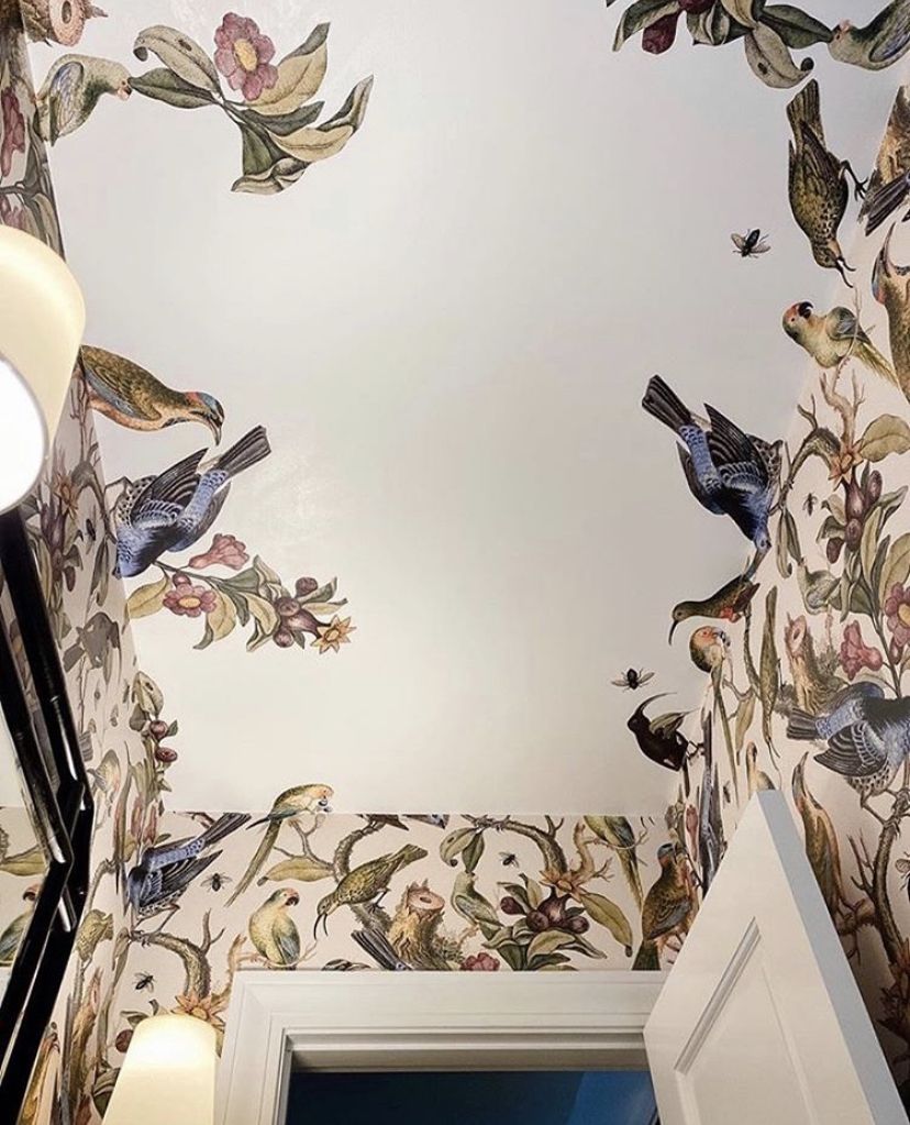 Ornithology • Bird wallpaper • Wallpaper on the ceiling