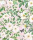 Rosa Wallpaper • Floral Wallpaper • Blush •Swatch